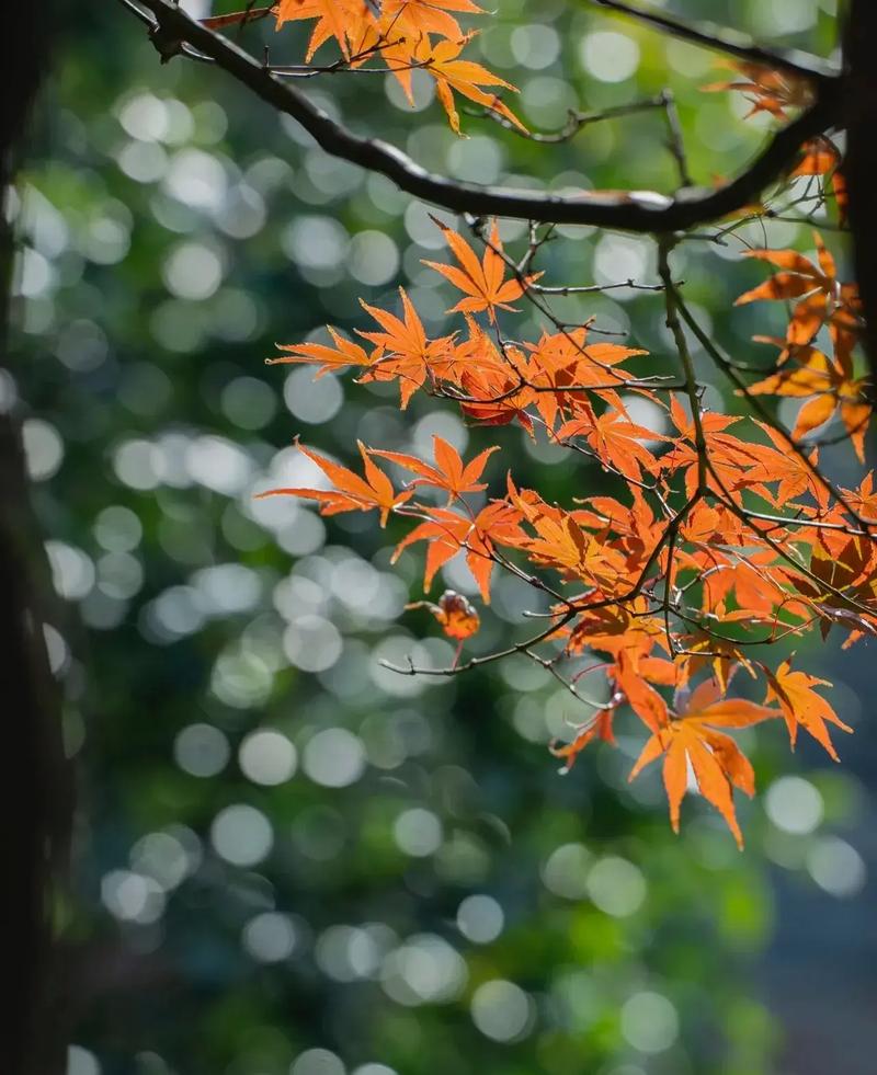 所谓秋意浓